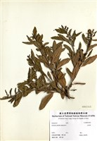 藏品(玉珊瑚)的圖片
